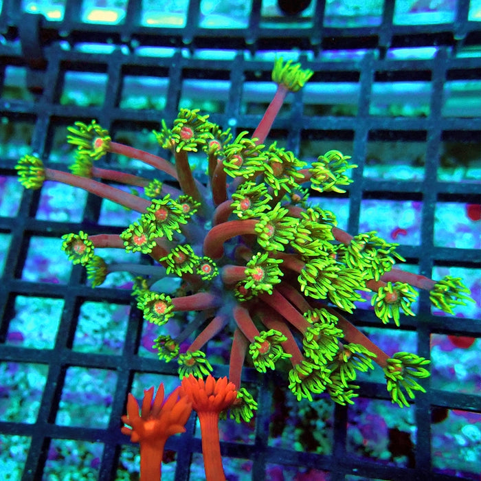 Goniopora Purple Green Pink Center XL Polyp