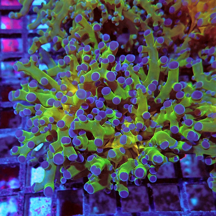 Euphyllia Gold Green Frogspawn Branch
