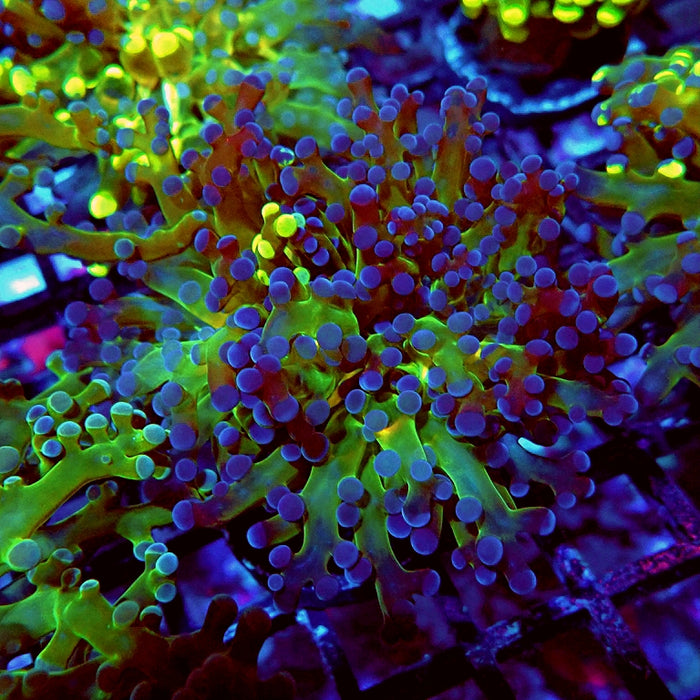 Euphyllia Grafted Super Contrast Frogspawn Branch
