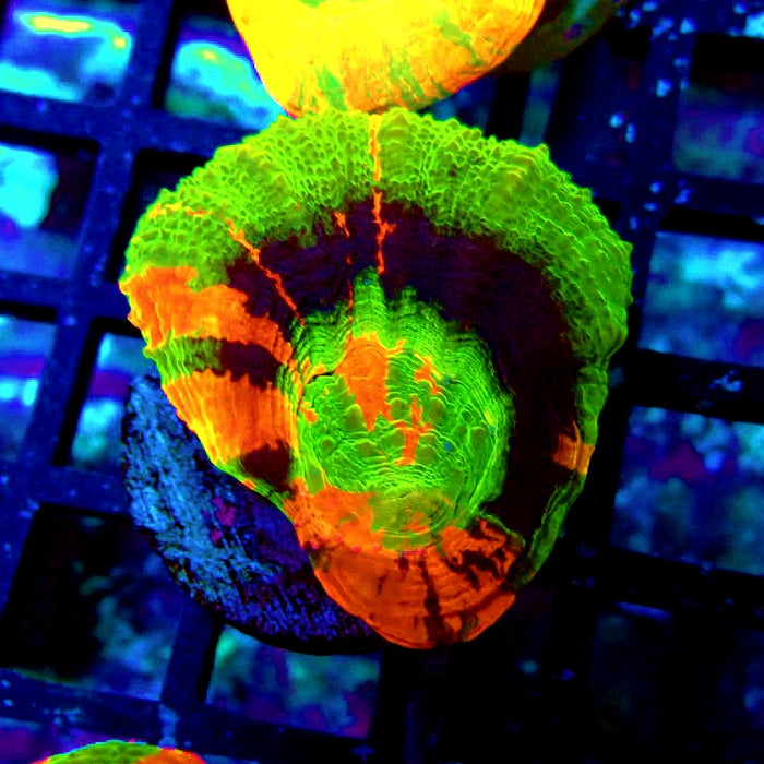 Scolymia Master Grade Coral Frag