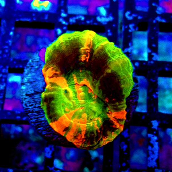 Scolymia Master Grade Coral Frag