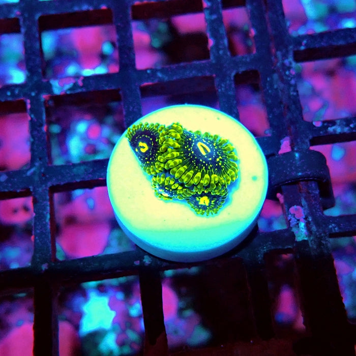 Exosphere Zoas