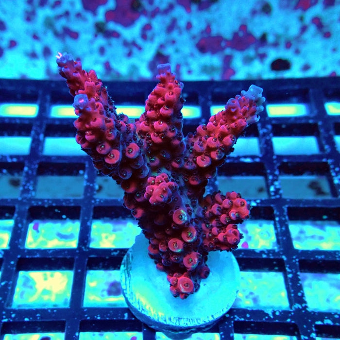 Acro Mini Colony