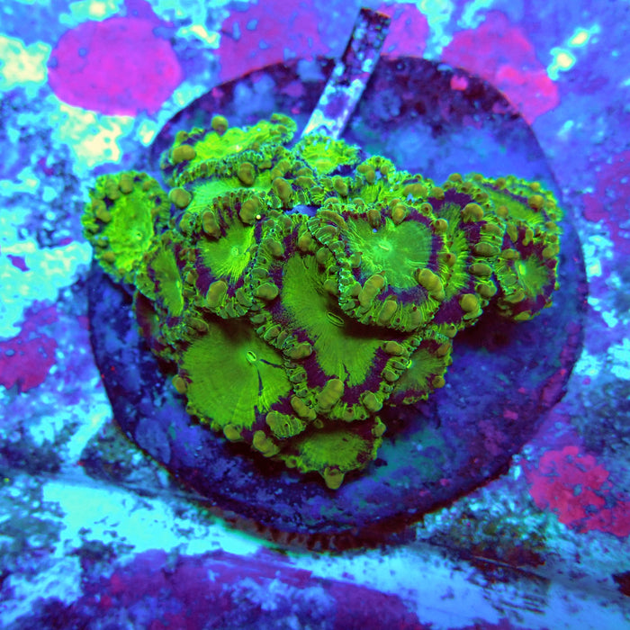 Blastomussa Premium Colony