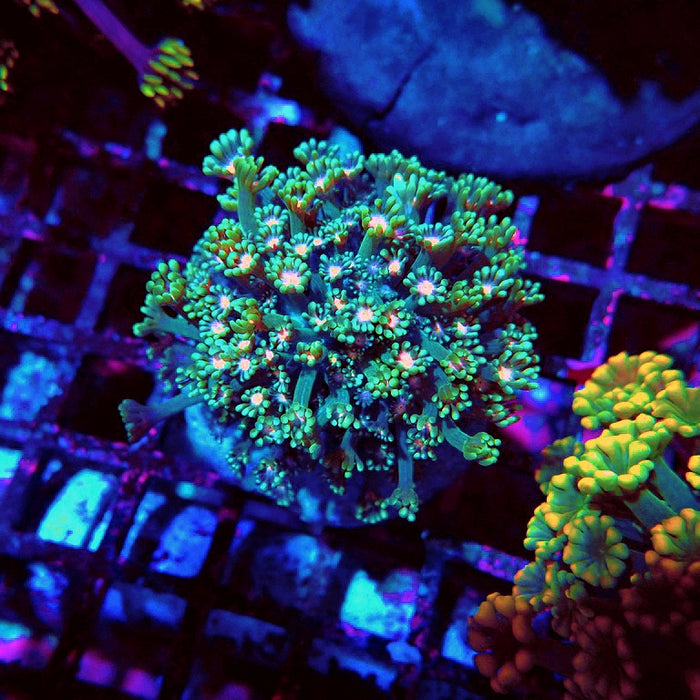 Alveopora Premium