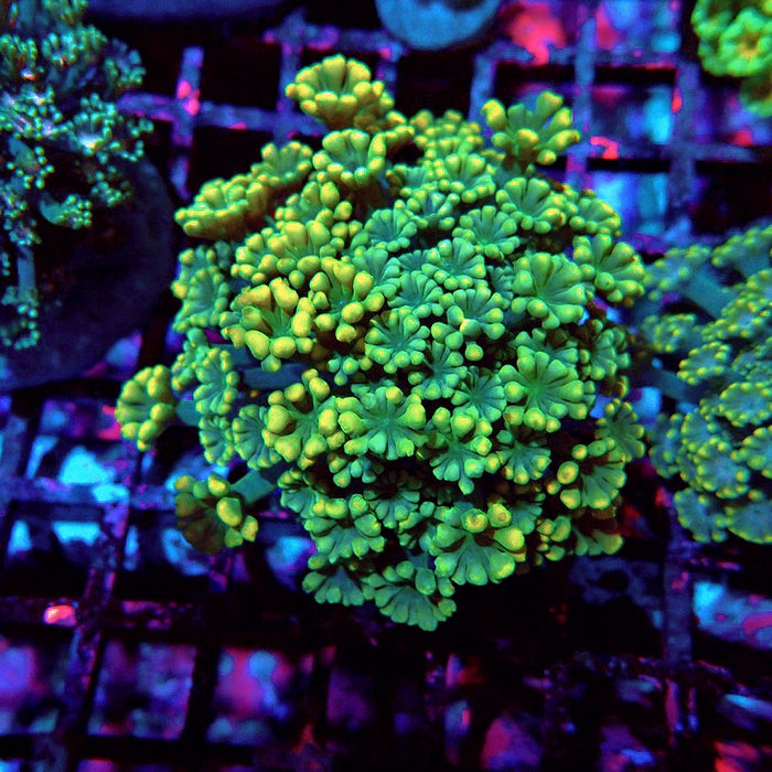 Alveopora Mini Colony