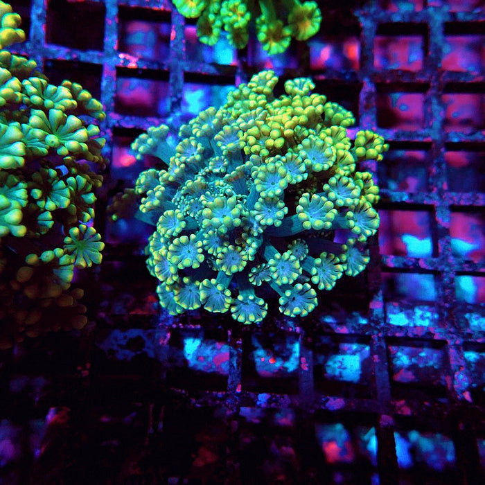 Alveopora Mini Colony