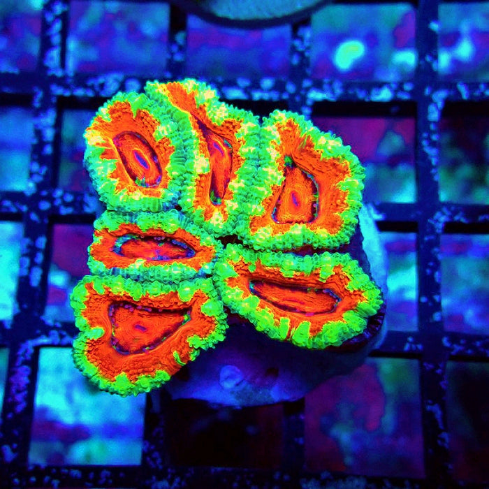 Acan Lord Ultra Frag