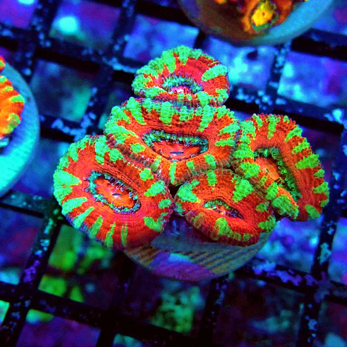 Acan Lord Ultra Frag