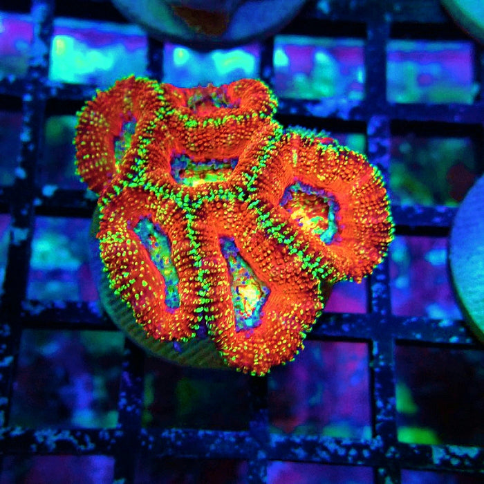 Acan Lord Ultra Frag