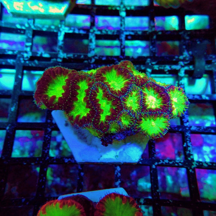 Blastomussa Wellsi Ultra Mini Colony