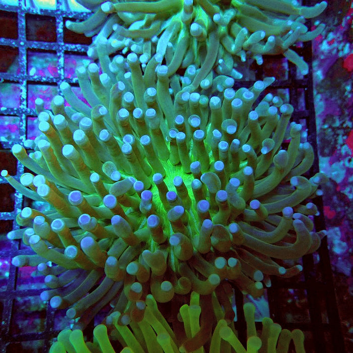 Heliofungia Plate Coral