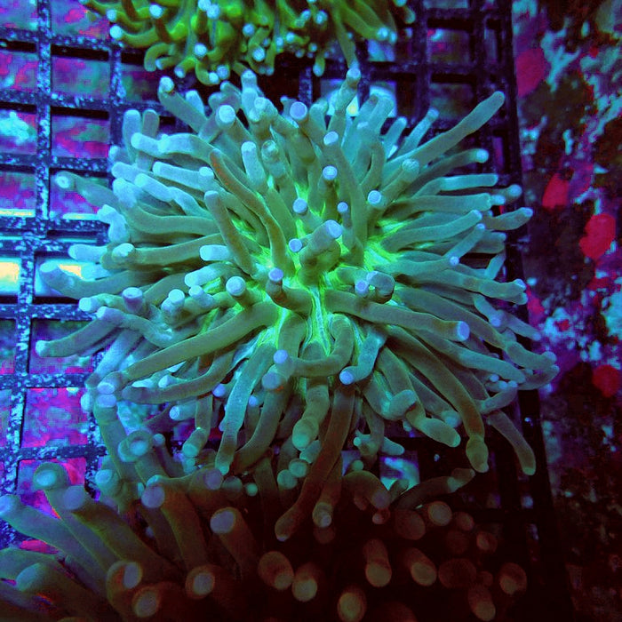 Heliofungia Plate Coral