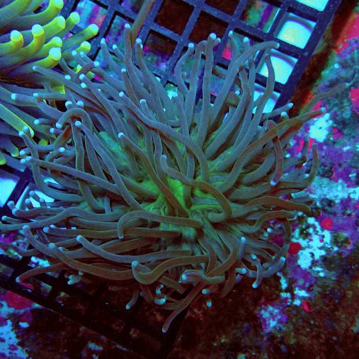 Heliofungia Plate Coral