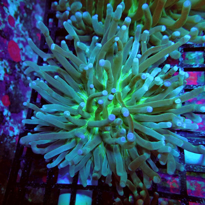 Heliofungia Plate Coral