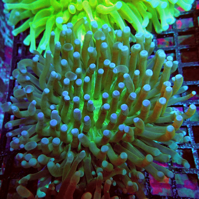 Heliofungia Plate Coral
