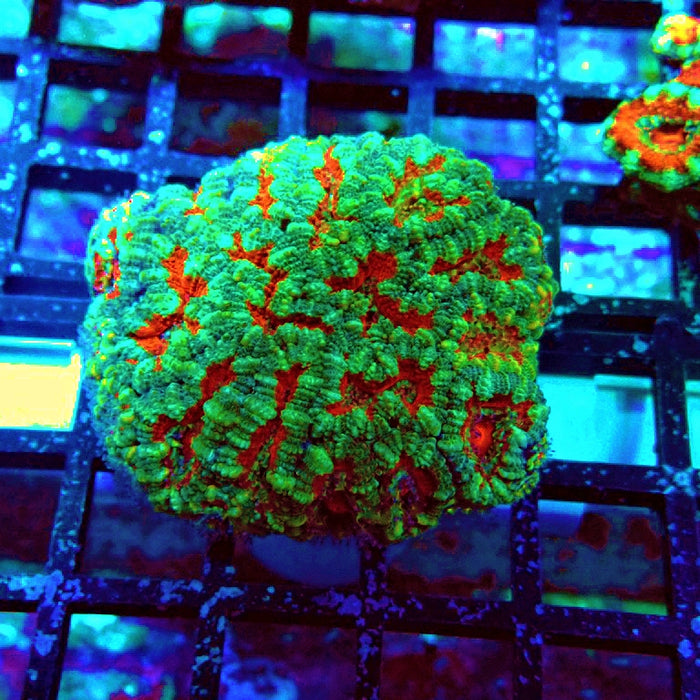 Acan Lord Coral Colony
