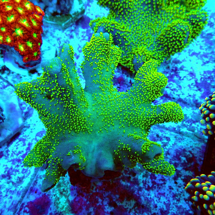 Devil's Hand Leather Coral (Lobophytum)  Green Polyps
