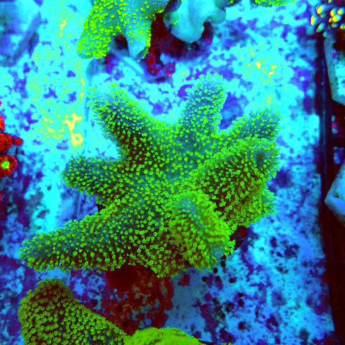 Devil's Hand Leather Coral (Lobophytum)  Green Polyps