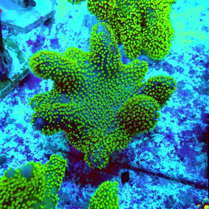 Devil's Hand Leather Coral (Lobophytum)  Green Polyps