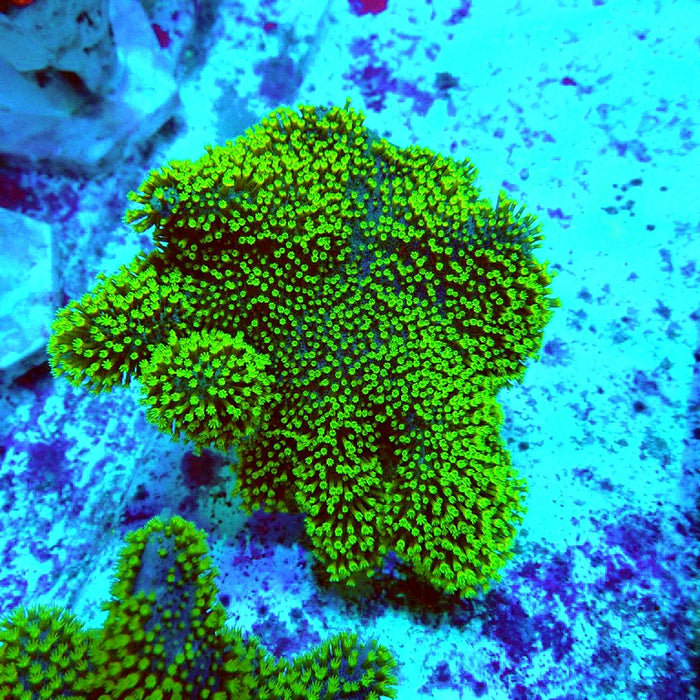 Devil's Hand Leather Coral (Lobophytum)  Green Polyps
