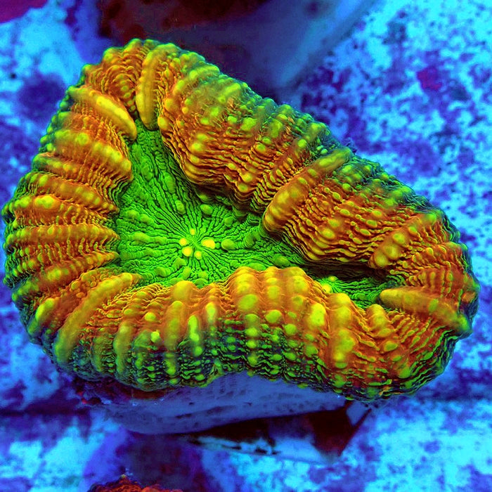 Lobophyllia Tricolori Super Ultra Coral