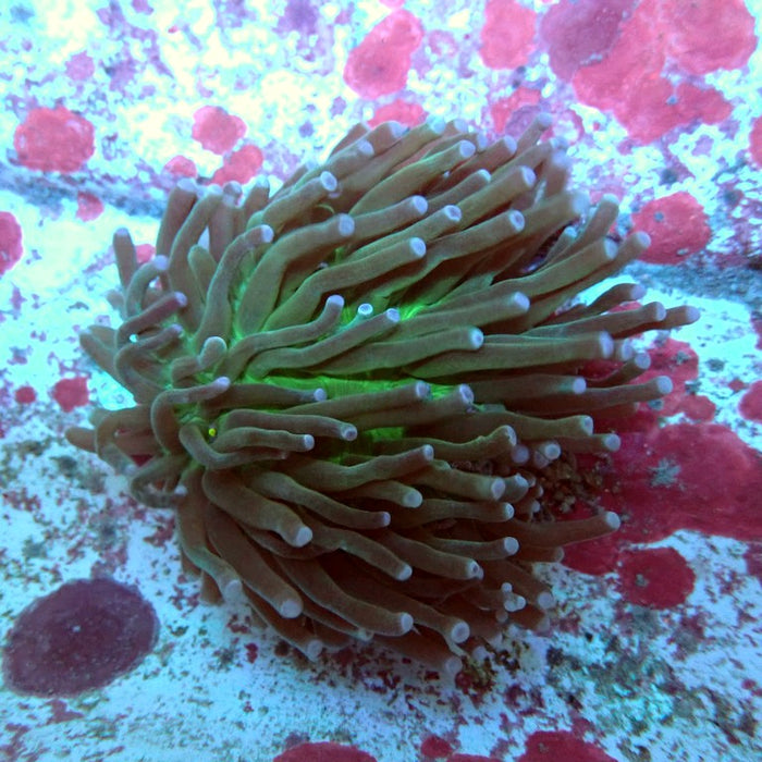 Heliofungia Plate Coral