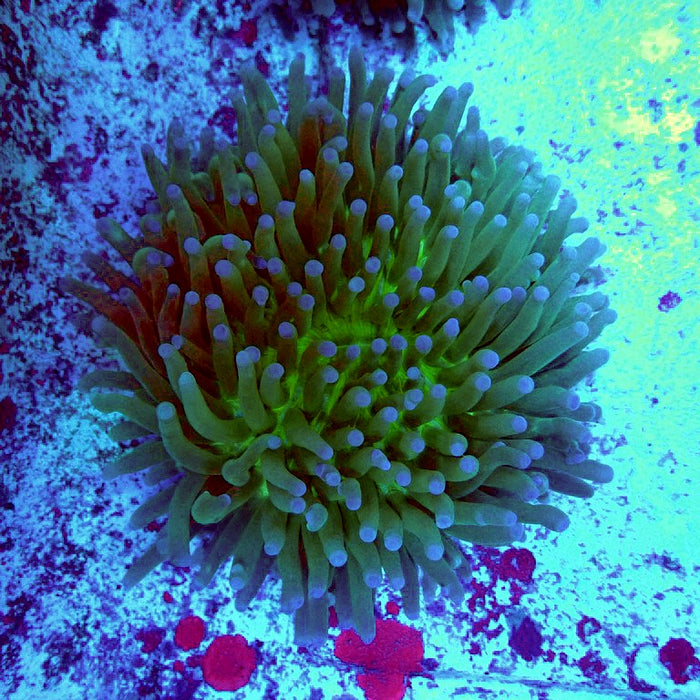 Heliofungia Plate Coral