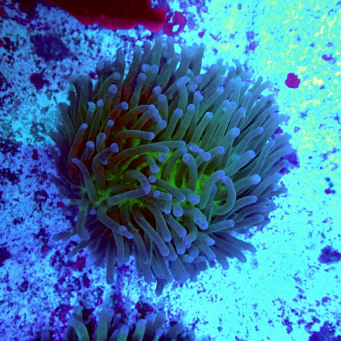 Heliofungia Plate Coral