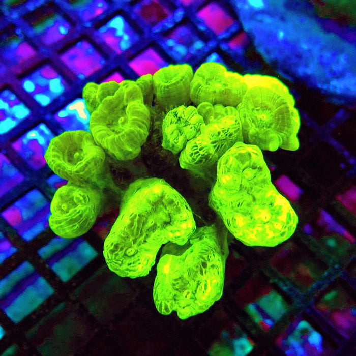 Candy Cane Premium Colony