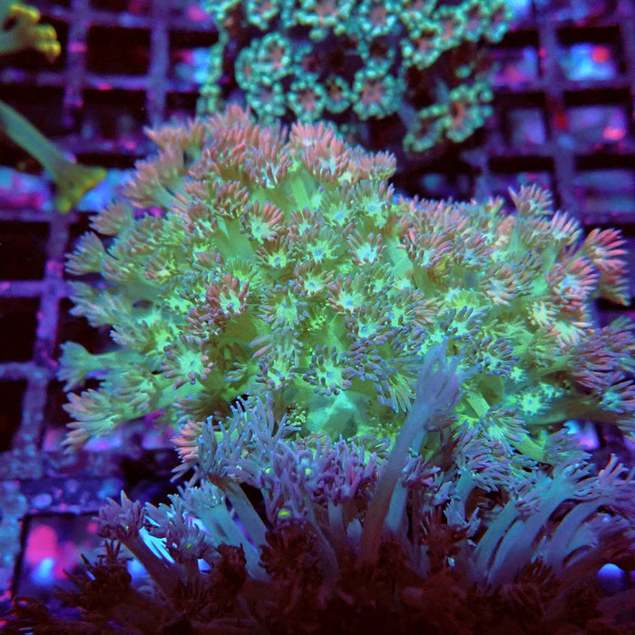 Goniopora Mini Colony
