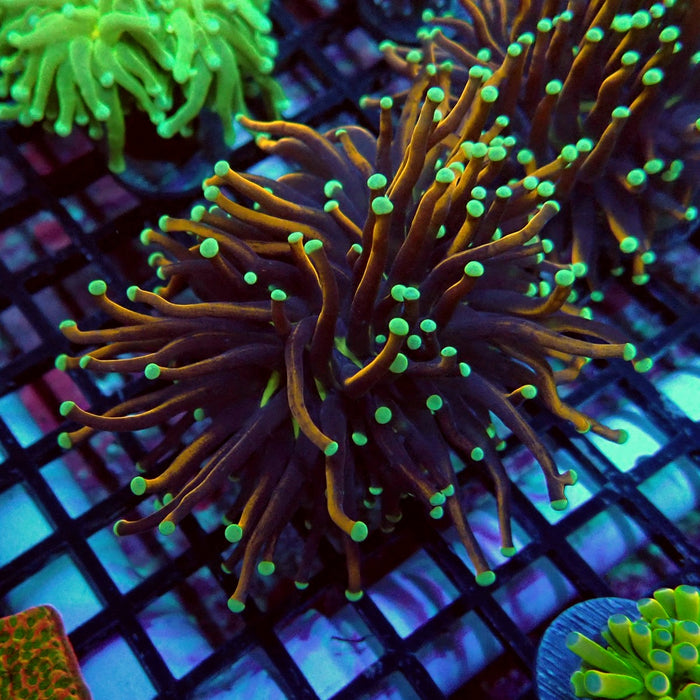 Gold-Black Torch Green Tips (Double Head)