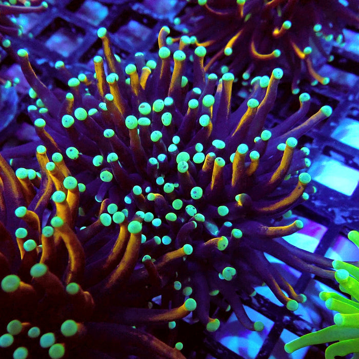 Gold-Black Torch Green Tips (Double Head)
