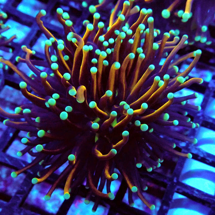 Gold-Black Torch Green Tips (Double Head)