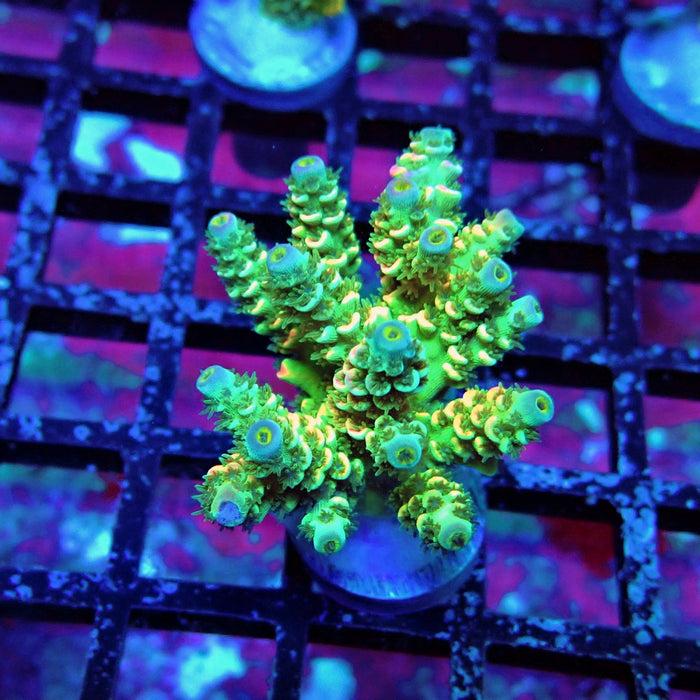 Green Pink Scale Tenuis Acro