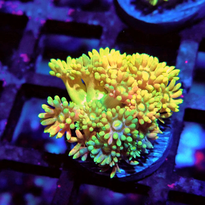 Rainbow Goniopora Frag (5)