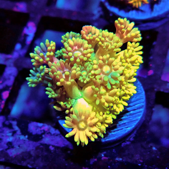 Rainbow Goniopora Frag (5)