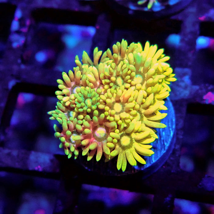 Rainbow Goniopora Frag (5)