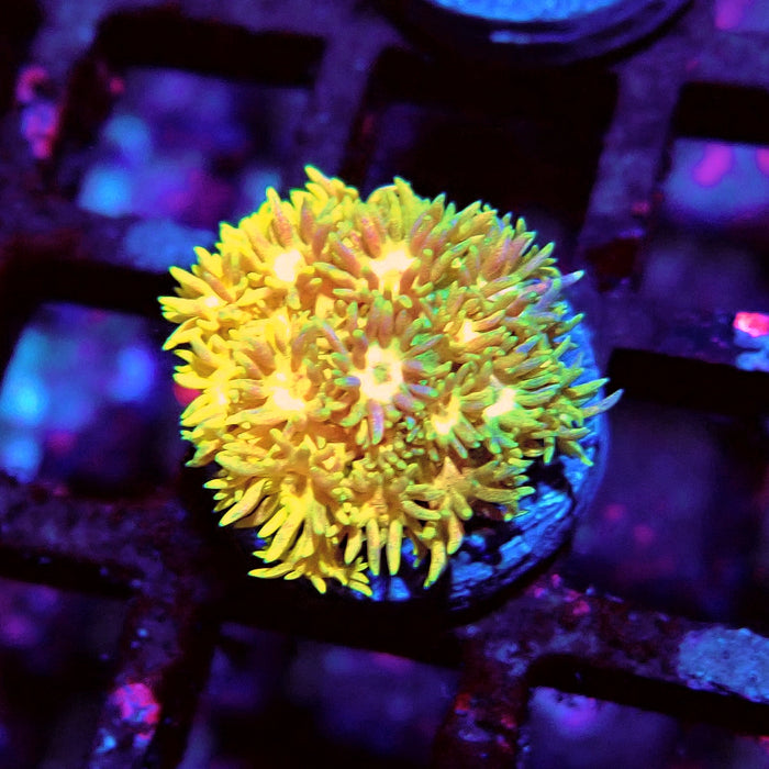 Rainbow Goniopora Frag (6)