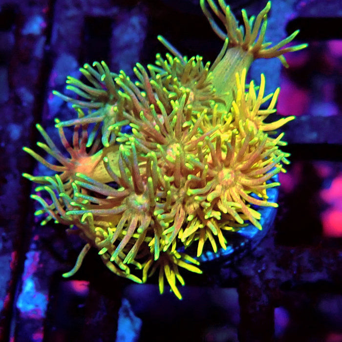 Rainbow Goniopora Frag (6)