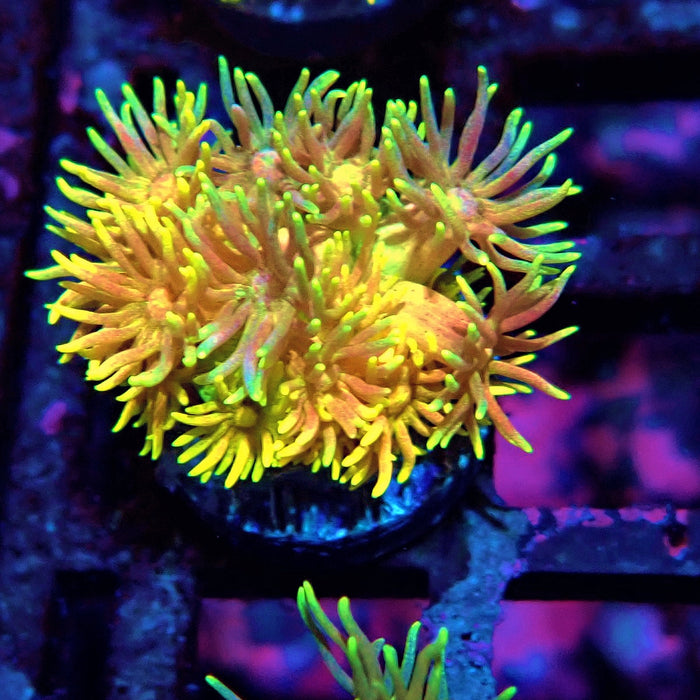 Rainbow Goniopora Frag (6)