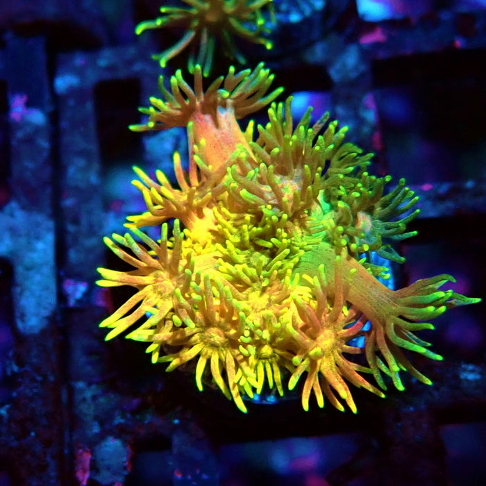 Rainbow Goniopora Frag (6)