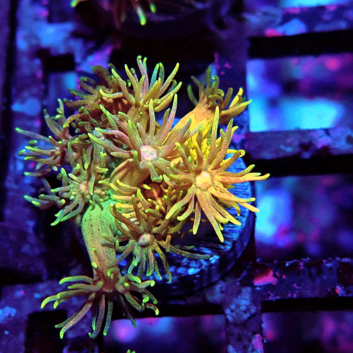 Rainbow Goniopora Frag (6)