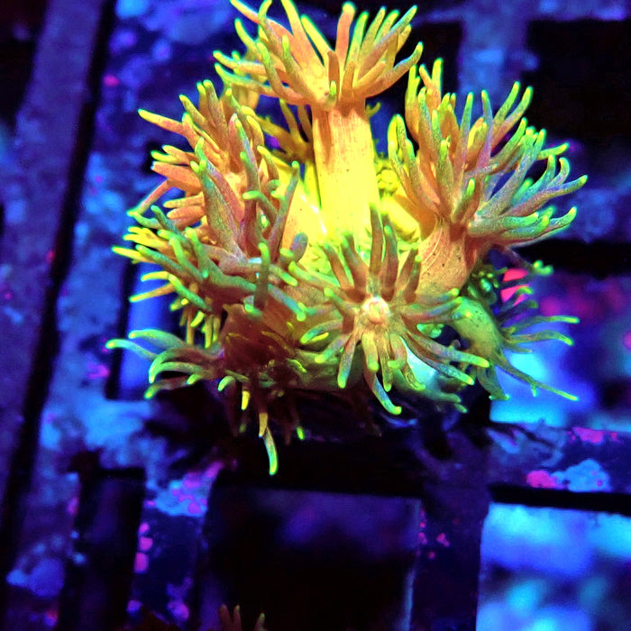 Rainbow Goniopora Frag (6)