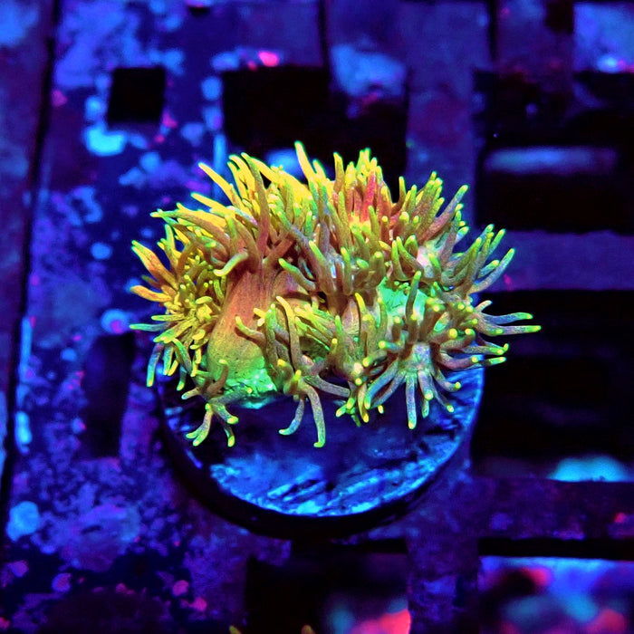Rainbow Goniopora Frag (6)