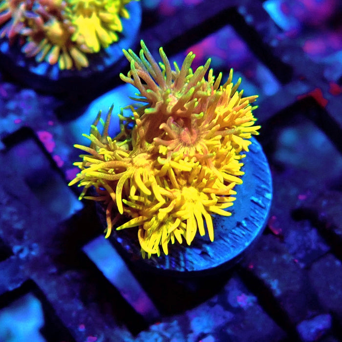 Rainbow Goniopora Frag (6)