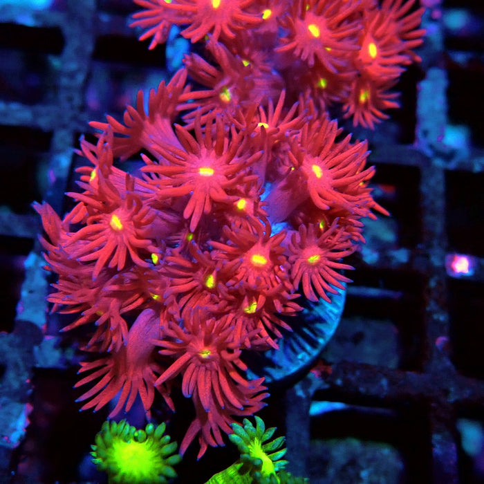Ultra Red Goniopora Frag