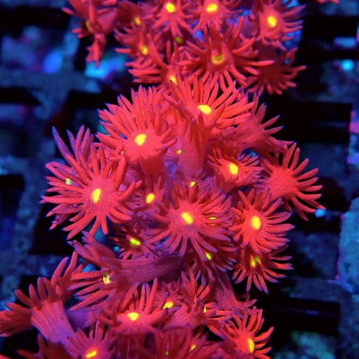 Ultra Red Goniopora Frag