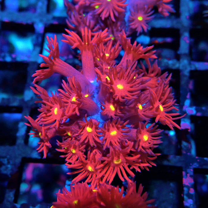 Ultra Red Goniopora Frag