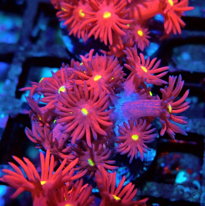 Ultra Red Goniopora Frag